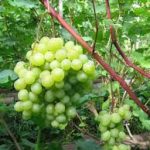 СЯ Виноград "Марсианин"