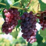 СЯ Виноград "Ширвинта" очень ранний