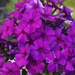 Флокс "Дюстерлое Селекти" 2 корня