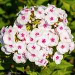 Флокс "Майкс Фейворит" 