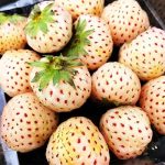 СЯ Земляника садовая "Анабланка" вкус ананаса P9