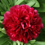 Пион "Дабл Рэд"