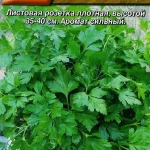П Петрушка "На пучок" листовая 2г Аэлита