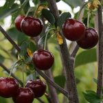 СЯ Вишня "Память Еникеева" Садовита