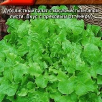 Салат "Эврика" листовой 0,5г Аэлита