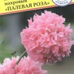 Цветы одн. Мак "Палевая Роза" пионовидный 0,1г Престиж