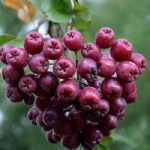 СЯ Рябина "Ликерная" Садовита