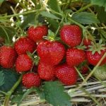 СЯ Земляника садовая "Лия Сахарная" 10 шт., цена за упаковку