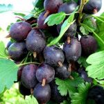 СЯ Крыжовник "Финик" Садовита