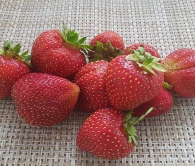 лакомка СЯ Земляника садовая "Лакомка" — изображение 1