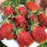 СЯ Земляника садовая "Русская Купчиха" средняя ЗЕМКЛУНИКА
