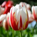 Тюльпан "Хэппи Дженерэйшн" Волжский сад, в упаковке 10 шт., цена за 1 шт.